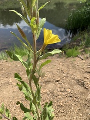 Oenothera villosa