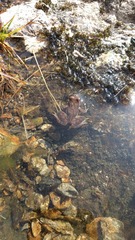 Rana latastei