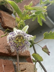 Passiflora tucumanensis