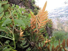 Polypodium cambricum