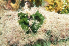 Codium spongiosum