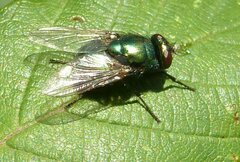 Neomyia viridescens