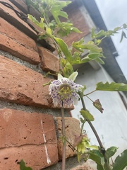 Passiflora tucumanensis