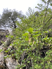 Ribes californicum