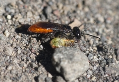 Sinopla perpunctatus