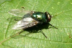 Neomyia viridescens