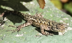 Sceloporus malachiticus