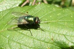Neomyia viridescens