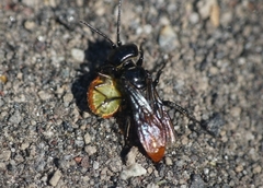 Sinopla perpunctatus
