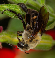 Ptilothrix bombiformis