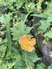 Modiolastrum malvifolium