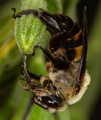 Ptilothrix bombiformis