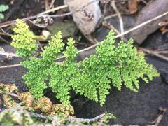 Myriopteris myriophylla
