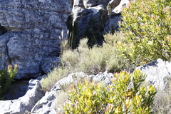 Pseudopentameris macrantha