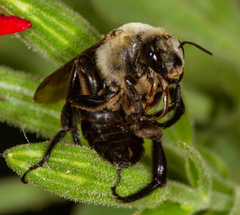 Ptilothrix bombiformis