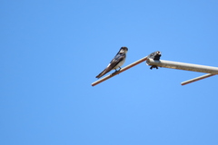 Tachycineta leucopyga