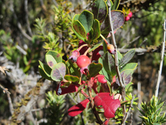 Exobasidium darwinii