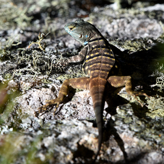 Petrosaurus thalassinus