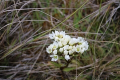 Gentianella