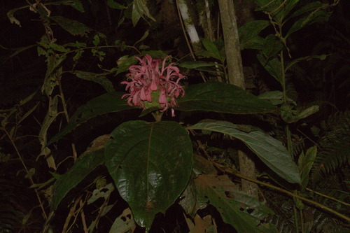 Justicia carnea