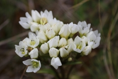 Gentianella