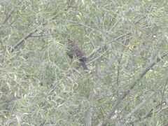 Parabuteo unicinctus