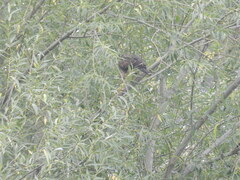 Parabuteo unicinctus
