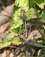 Phanogomphus oklahomensis