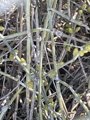 Ephedra torreyana