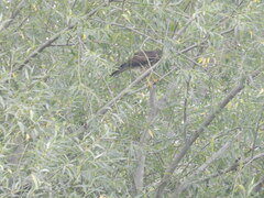 Parabuteo unicinctus