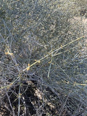 Ephedra torreyana