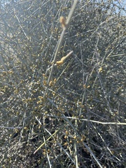 Ephedra torreyana
