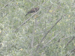 Parabuteo unicinctus