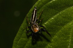 Cotinusa