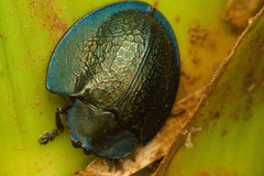 Cyrtonota