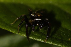 Cotinusa