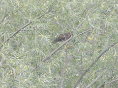 Parabuteo unicinctus