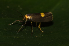 Urodidae