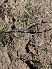 Proboscidea parviflora