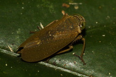 Coelidiinae