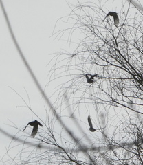 Turdus pilaris