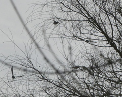 Turdus pilaris
