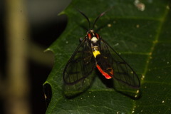 Argyroeides braco