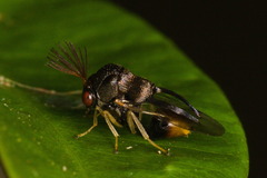 Eucharitidae