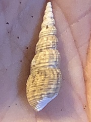 Melanoides tuberculata