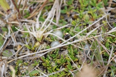 Coprosma petriei