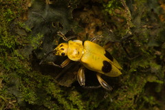 Chauliognathus plicatus