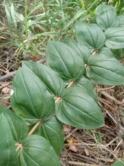 Coriaria myrtifolia image