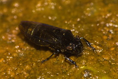 Teletusa