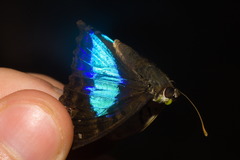 Doxocopa